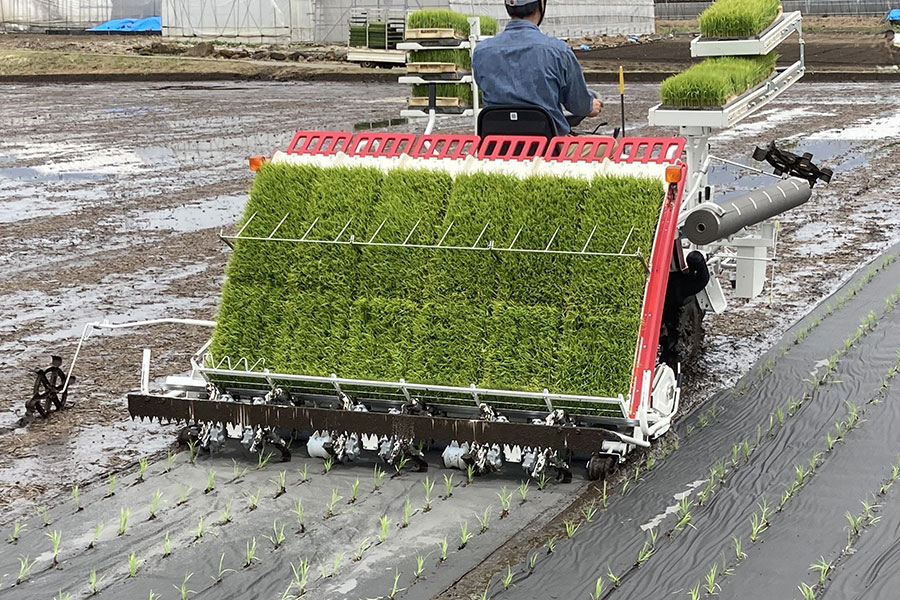 田植え